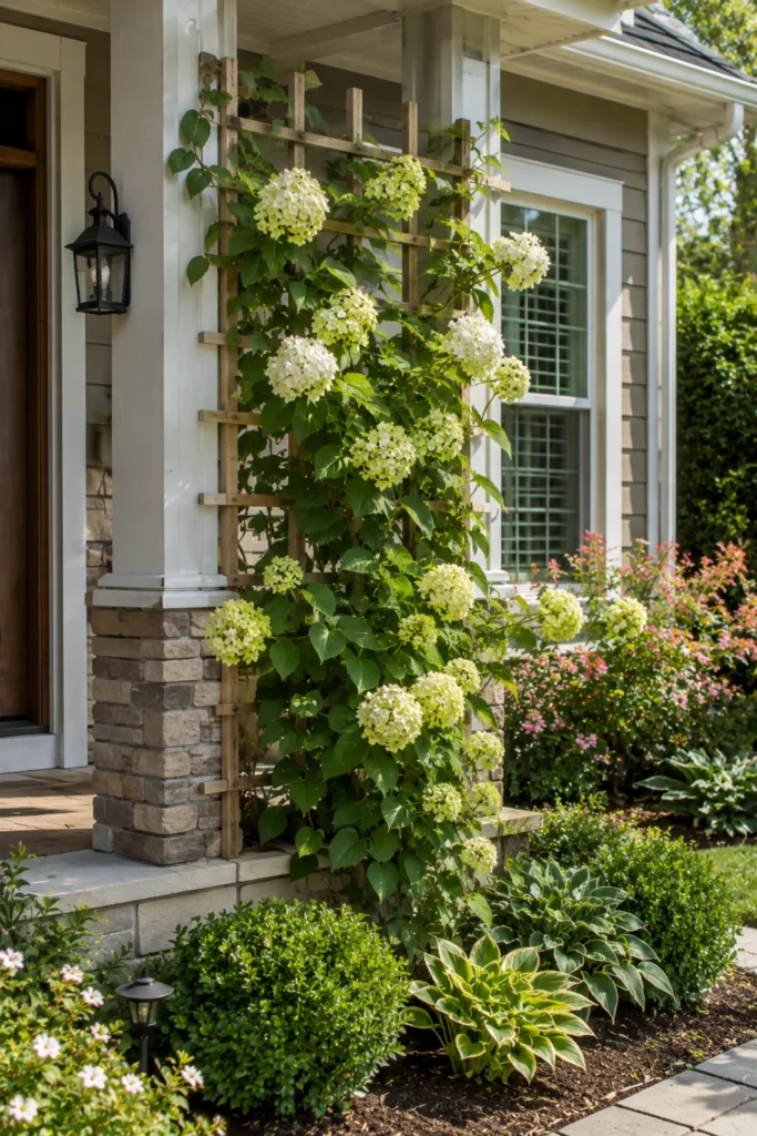 Trellis with climbing hydrangea on a porch post