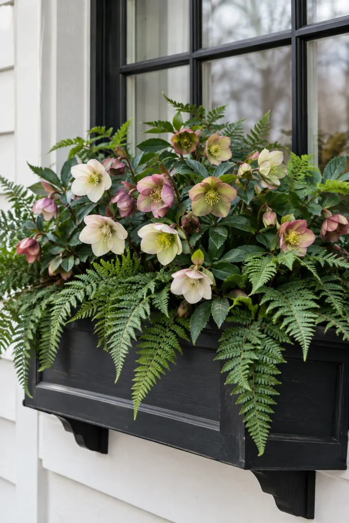 Blooming hellebore flowers in a shaded cold-season window box
