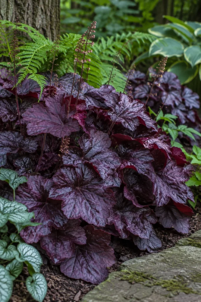 Purple heuchera coral bells foliage in a full shade landscape