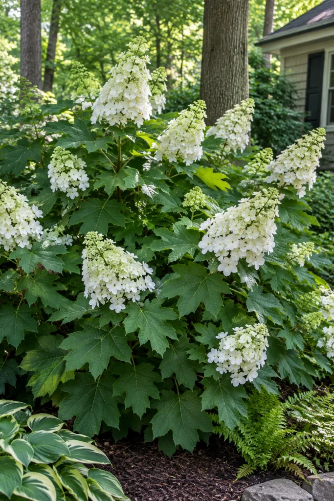 Oakleaf hydrangea blooming in a full shade landscaping bed