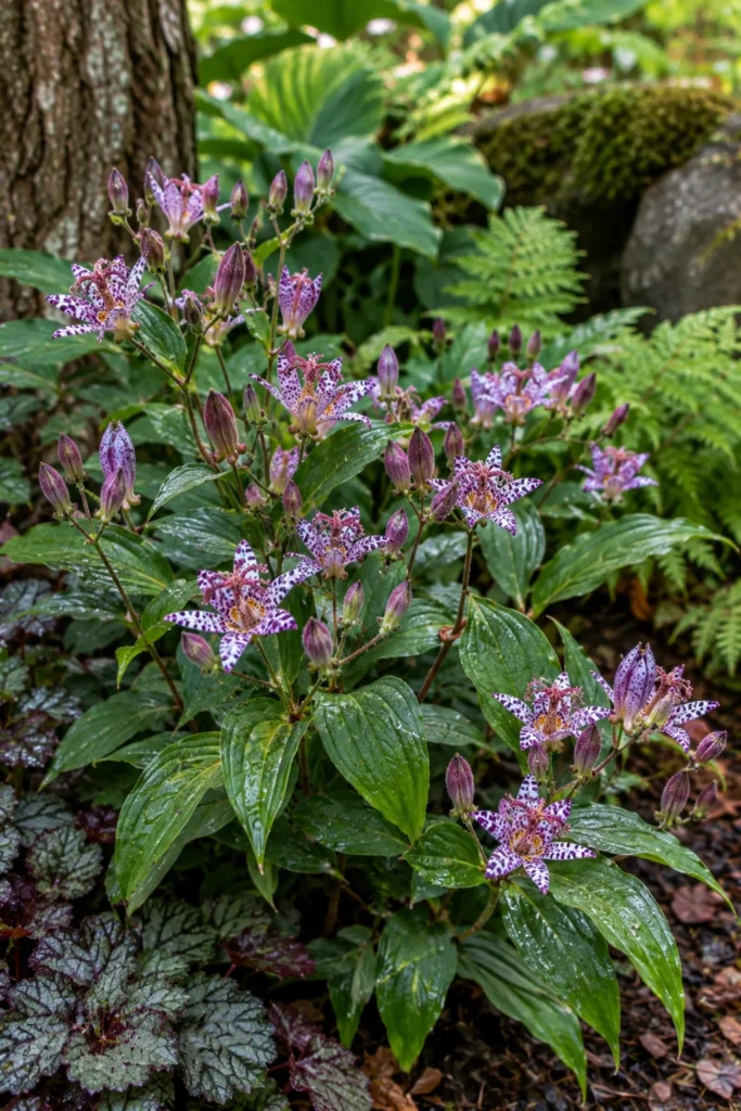 Spotted toad lily flowers blooming in a fall shade garden